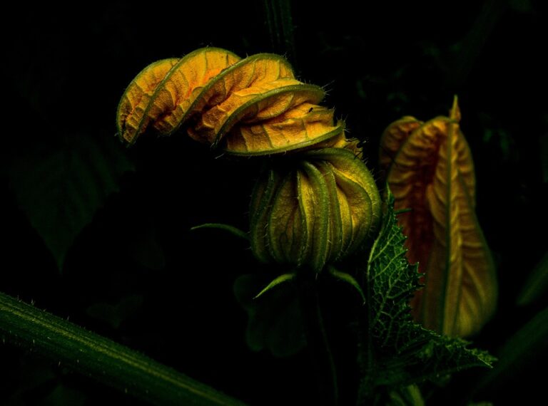 courgette 5263781 960 720